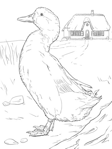 Domestic Duck Coloring Page